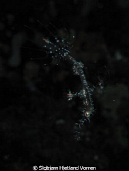Ornate Ghost Pipefish Juvenile. Taken With Canon Ixus 951... by Sigbjørn Hjetland Vorren 